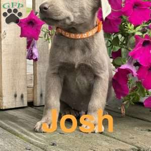 Josh, Silver Labrador Retriever Puppy